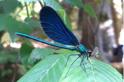 <i>Calopteryx virgo</i>