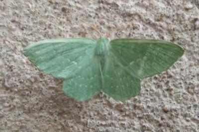 <i>Geometra papilionaria</i>