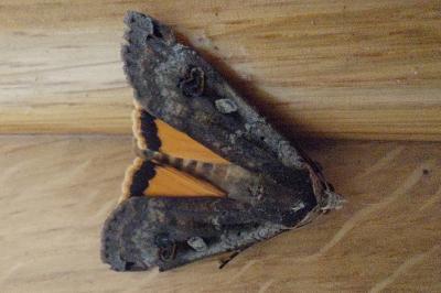 <i>Noctua pronuba</i>