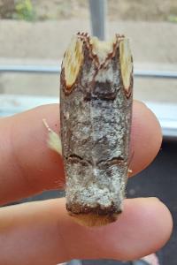 <i>Phalera bucephala</i>
