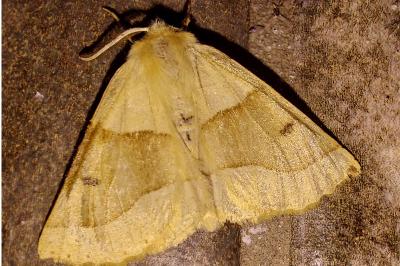 <i>Crocallis elinguaria</i>