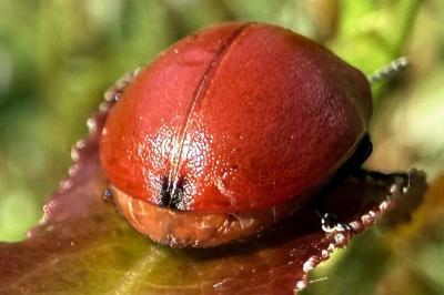 <i>Chrysomela populi</i>