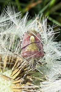 <i>Dolycoris baccarum</i>