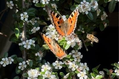 <i>Aglais urticae</i>