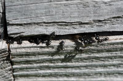 <i>Camponotus herculeanus</i>