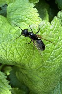 <i>Camponotus herculeanus</i>