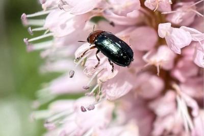 <i>Gastrophysa polygoni</i>