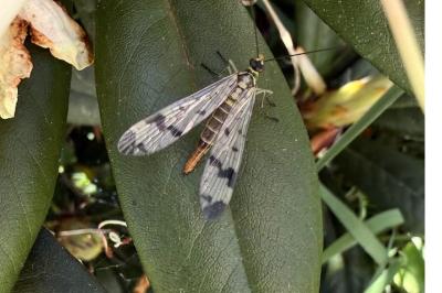 <i>Panorpa communis</i>