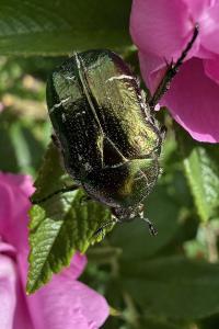 <i>Cetonia aurata</i>