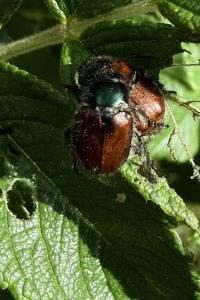 <i>Phyllopertha horticola</i>