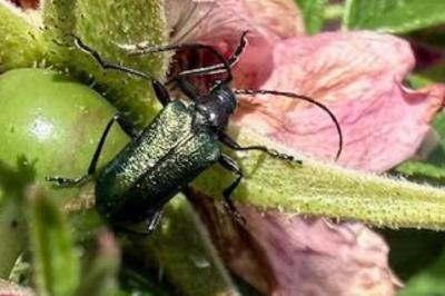 <i>Gaurotes virginea</i>