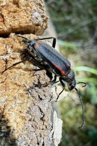 <i>Anastrangalia dubia</i>