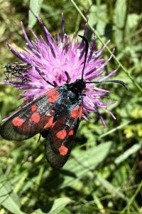 <i>Zygaena filipendulae</i>