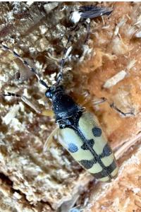 <i>Rutpela maculata</i>