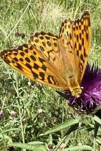 <i>Argynnis paphia</i>