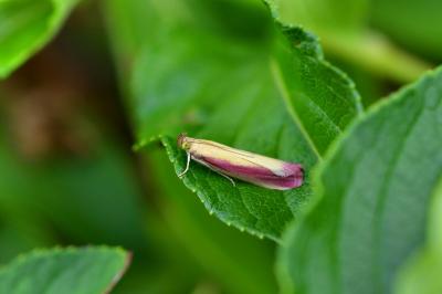 <i>Oncocera semirubella</i>