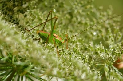 <i>Leptophyes punctatissima</i>
