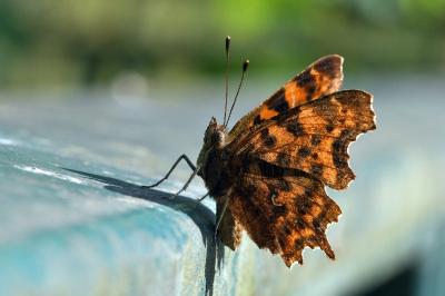 <i>Polygonia c-album</i>