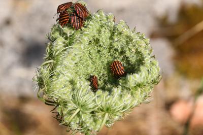 <i>Graphosoma italicum</i>