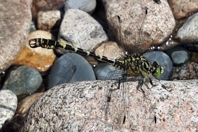 <i>Onychogomphus forcipatus</i>