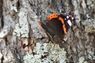 <i>Vanessa atalanta</i>