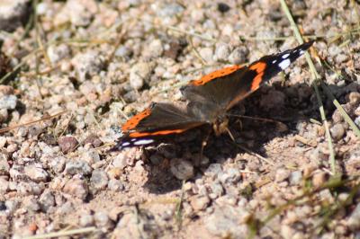 Vanessa atalanta