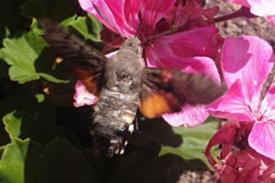 <i>Macroglossum stellatarum</i>