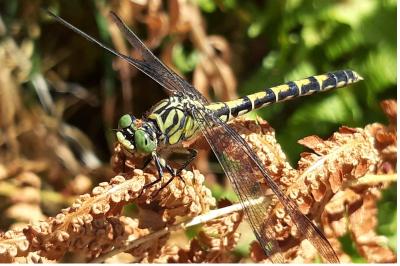 <i>Onychogomphus forcipatus</i>