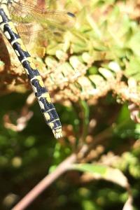 <i>Onychogomphus forcipatus</i>