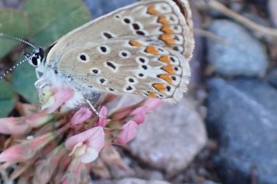 <i>Polyommatus icarus</i>
