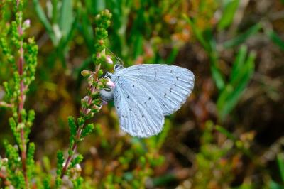 <i>Celastrina argiolus</i>