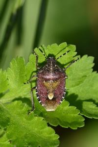 <i>Dolycoris baccarum</i>