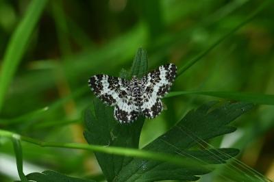 <i>Epirrhoe tristata</i>