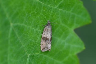 <i>Celypha striana</i>