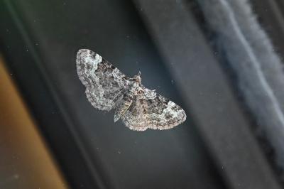 <i>Pasiphila rectangulata</i>