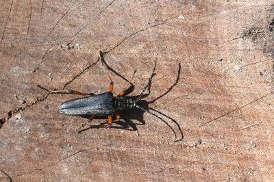 <i>Stenocorus meridianus</i>