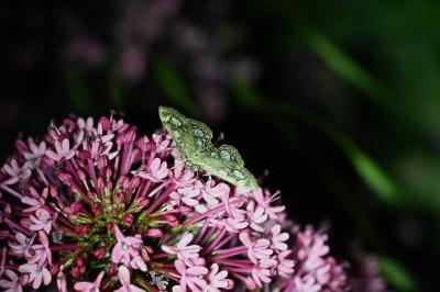 <i>Anania coronata</i>