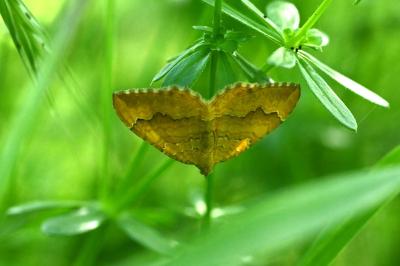 <i>Camptogramma bilineata</i>