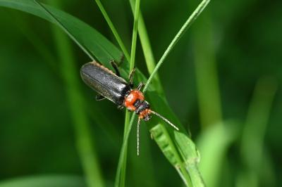 <i>Cantharis fusca</i>