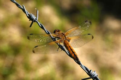 <i>Libellula fulva</i>