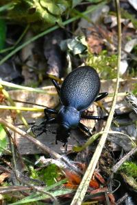 <i>Carabus coriaceus</i>