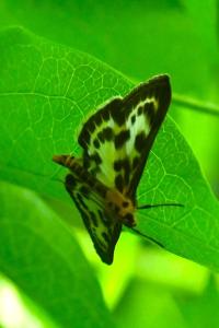 <i>Anania hortulata</i>