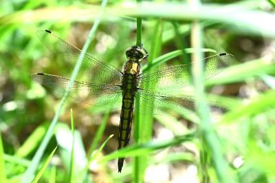 <i>Orthetrum cancellatum</i>
