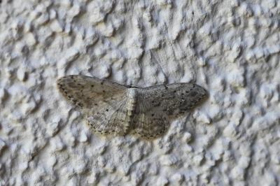 <i>Idaea seriata</i>