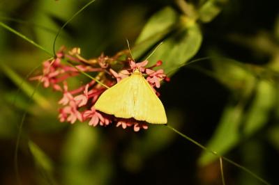 <i>Sitochroa verticalis</i>