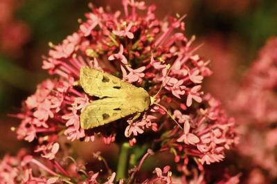 <i>Agrotis exclamationis</i>