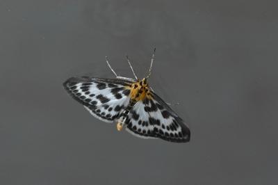 <i>Anania hortulata</i>