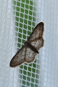 <i>Idaea seriata</i>
