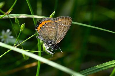 <i>Satyrium pruni</i>