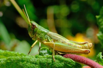 <i>Pseudochorthippus parallelus</i>